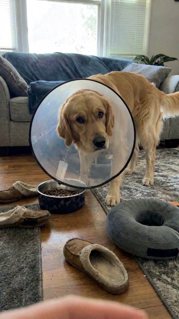 Pet product TikTok 02